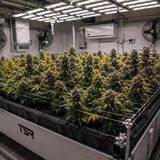 Indoor cultivation environment