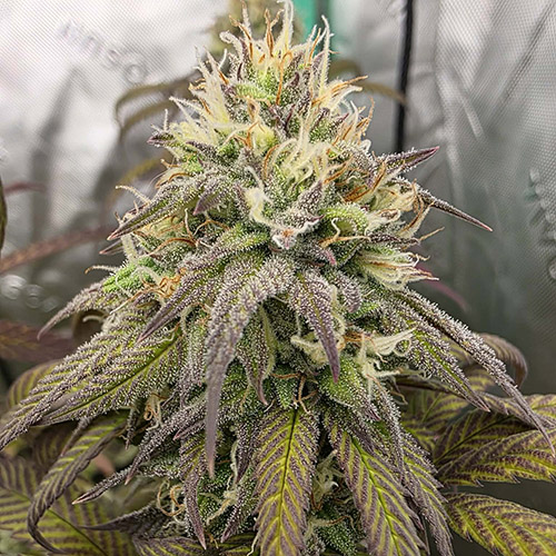 Dirty Unicorn