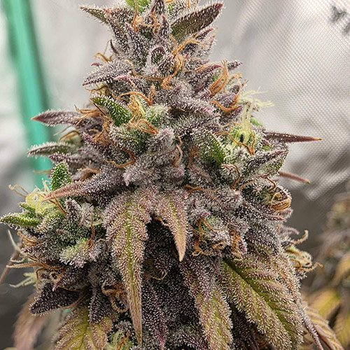 Poison Pie